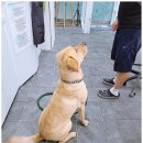 도그토피아 이미지