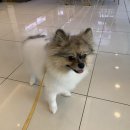 도그마루 강아지고양이 일산점 이미지