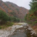 강원도 홍천 은행나무숲 - 노랑과 빨강의 조화로운 아름다움 속으로...^^ 이미지