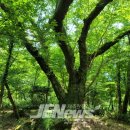 해안동 왕벚나무 이미지