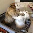 가방위에 고양이 이미지