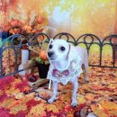 댕댕아야옹 이미지