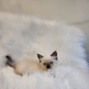 monghouse | 김포고양이분양 건강한 렉돌분양는 후기가 좋은매장 몽몽하우스일산점 방문후기