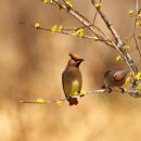 산수유와 홍여새(구례산동) 이미지