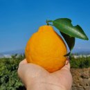 명품농장 | 제주도 고당도 명품 한라봉 47% 파격 할인 농장직송 후기