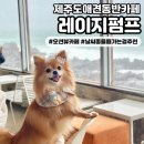 [레이지펌프] 대형 제주도애견동반카페 오션뷰 포토존이 유명해요📸