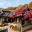 풍천제방길 | [2026 가을 드라이브] 붉게 물든 힐링 코스! 전국 배롱나무 &amp; 황화코스모스 명소 + 근교 맛집 TOP4...