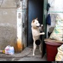 우리집강아지 이미지