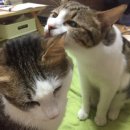 여울그루밍 이미지