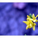 개나리길 이미지