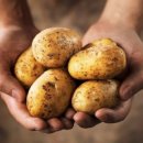 생으로 먹으면 위험한 10가지 채소 / ‘생식, 건강하다’는 착각… 이미지