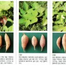 구황작물 이미지