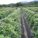 수호농장 이미지