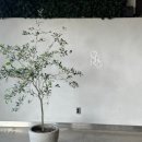 이루리스터디카페 학장점 | [부산/사상맛집] 자연뷰 브런치 디저트맛집 사상카페 “오르디”