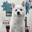 댕곤댕곤 이미지