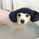 솜사탕 애견미용실 이미지