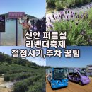 신안군관광협의회안좌퍼플교지점 | 전남가볼만한곳)신안 퍼플섬 라벤더축제 주차,개화율,만개절정시기,전동카트(26.5.17방문)