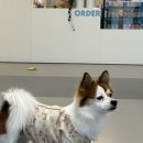 댕댕빌리지 이미지