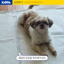 시나 | [입양후기] 시나의 입양을 축하해 주세요~