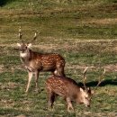 야생사슴농장 이미지