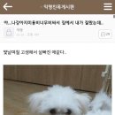 강아지 미용 비싸서 집에서 내가 잘랐는데 이미지