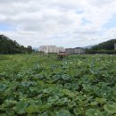 보은산V랜드 이미지