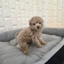 이모네 강아지 이미지