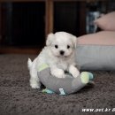 히든밸리켄넬 이미지