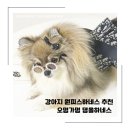 오멍가멍(OMGM) | (솔직후기) 강아지 맞춤 하네스 추천, 안전함 튼튼함 디자인까지 다 만족했어요 !