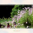 봉평메밀밭 이미지