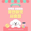 러시안블루 | 평택 러시안블루 분양 후기 | 유앤미펫에서 만난 첫 반려묘 이야기