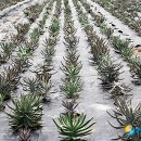 거북농장 이미지