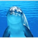 돌고래농장 이미지