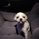 미라클 그루밍 이미지