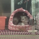 개귀여워 이미지