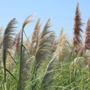 팜파스 이미지