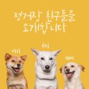 강아지 정거장 네이버블로그
