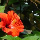 허브아일랜드식물원 이미지