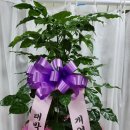 올리지오플라워 이미지
