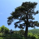 지리산 와운마을과 천년송을 찾아가다. 이미지