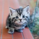 도그플러스 동물병원 이미지