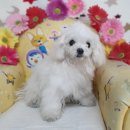 사파동225 이미지