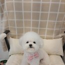 아름답개 이미지