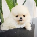 의정부 강아지분양 고양이분양 애견분양 펫하임 의정부본점 | 의정부 애견샵 추천? 깨끗한 시설과 착한 아이들 가득한 곳!