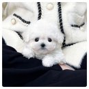 미니펫 강아지분양 고양이분양 부천점 | 부천강아지분양 후기 – 신중동에서 우리 가족 첫 강아지를 데려오다