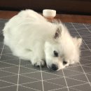 드린겐 애견테마파크 이미지