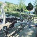 옥자축사 이미지