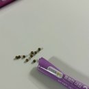 365가스 | 심한 변비로 고생하다가 찾은 통쾌한아침365 솔직 후기