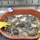 연안아구 이미지