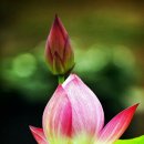 행운열쇠 이미지